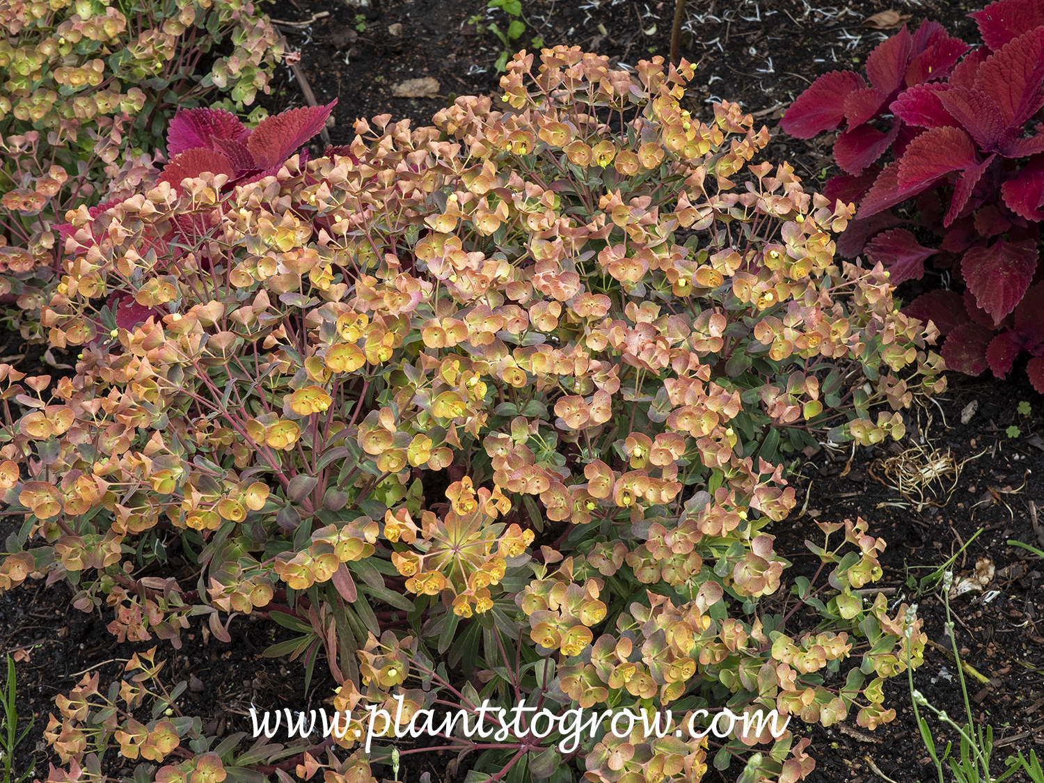 Canyon Gold Euphorbia
(end of May)